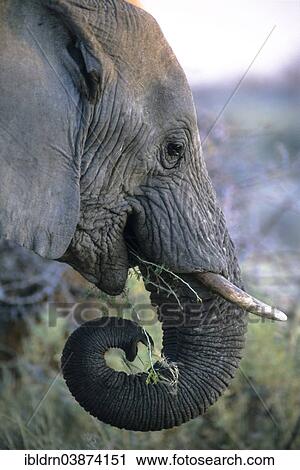 "African Elephant (Loxodonta africana) feeding, Namutoni, Etosha National Park, Namibia, Africa" View Large Photo Image Stock Image - "African Elephant (Loxodonta africana) feeding, Namutoni, Etosha National Park, Namibia, Africa". Fotosearch