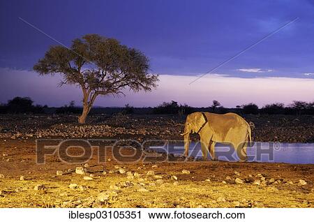 "African Elephant (Loxodonta africana) at a waterhole in the evening, Etosha National Park, near Okaukuejo, Kunene Region, Namibia, Africa" View Large Photo Image Stock Image - "African Elephant (Loxodonta africana) at a waterhole in the evening, Etosha National Park, near Okaukuejo, Kunene Region, Namibia, Africa". Fotosearch