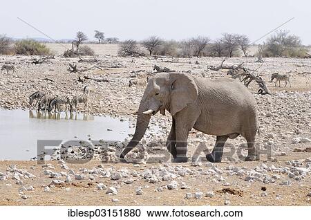 Stock Image - "African Elephant (Loxodonta africana) and Burchell's Zebras (Equus quagga) at the water hole, Etosha National Park, near Okaukuejo, Kunene Region, Namibia, Africa". Fotosearch