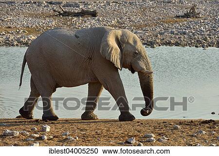 "African Elephant (Loxodonta africana), old bull, Okaukuejo waterhole, Etosha National Park, Namibia, Africa" View Large Photo Image Stock Image - "African Elephant (Loxodonta africana), old bull, Okaukuejo waterhole, Etosha National Park, Namibia, Africa". Fotosearch