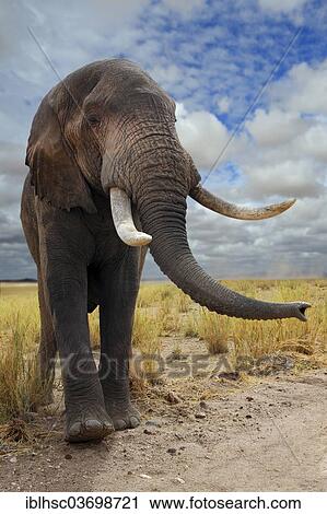 "African Elephant (Loxodonta africana), bull, Amboseli National Park, Rift Valley Province, Kenya, Africa" View Large Photo Image Stock Image - "African Elephant (Loxodonta africana), bull, Amboseli National Park, Rift Valley Province, Kenya, Africa". Fotosearch