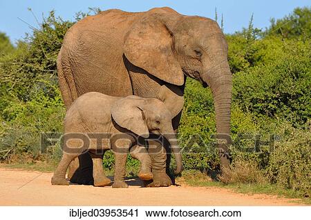 Stock Image - "African Elephant (Loxodonta africana) with calf, Addo Elephant National Park, Eastern Cape, South Africa, Africa". Fotosearch