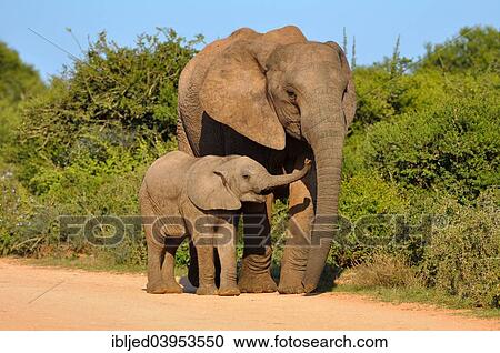 "African Elephant (Loxodonta africana) with calf, Addo Elephant National Park, Eastern Cape, South Africa, Africa" View Large Photo Image Stock Image - "African Elephant (Loxodonta africana) with calf, Addo Elephant National Park, Eastern Cape, South Africa, Africa". Fotosearch