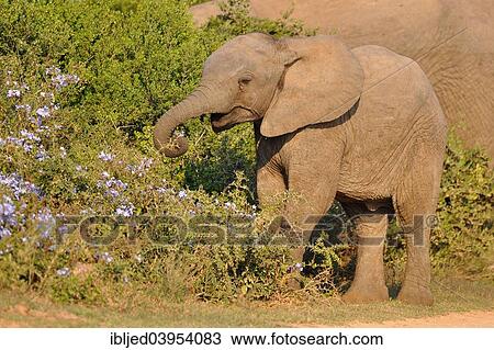 "African Elephant (Loxodonta africana), calf feeding on flowers, Addo Elephant National Park, Eastern Cape, South Africa, Africa" View Large Photo Image Stock Image - "African Elephant (Loxodonta africana), calf feeding on flowers, Addo Elephant National Park, Eastern Cape, South Africa, Africa". Fotosearch