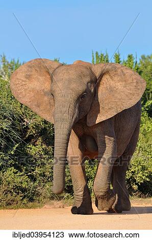 "African Elephant (Loxodonta africana), female walking on the gravel road, ears wide open, Addo Elephant National Park, Eastern Cape, South Africa, Africa" View Large Photo Image Stock Image - "African Elephant (Loxodonta africana), female walking on the gravel road, ears wide open, Addo Elephant National Park, Eastern Cape, South Africa, Africa". Fotosearch