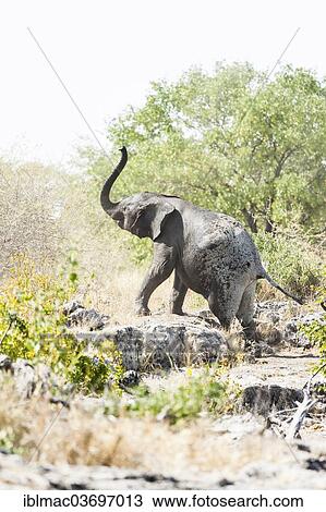 "African Elephant (Loxodonta africana) climbing a rocky step, Etosha National Park, Namibia, Africa" View Large Photo Image Stock Image - "African Elephant (Loxodonta africana) climbing a rocky step, Etosha National Park, Namibia, Africa". Fotosearch