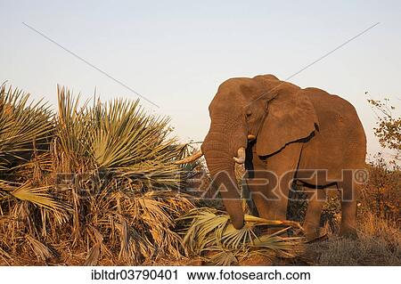 "African Elephant (Loxodonta africana) feeding on Ilala Palms (Hyphaene coriacea), in the early morning, Kruger National Park, South Africa, Africa" View Large Photo Image Stock Image - "African Elephant (Loxodonta africana) feeding on Ilala Palms (Hyphaene coriacea), in the early morning, Kruger National Park, South Africa, Africa". Fotosearch