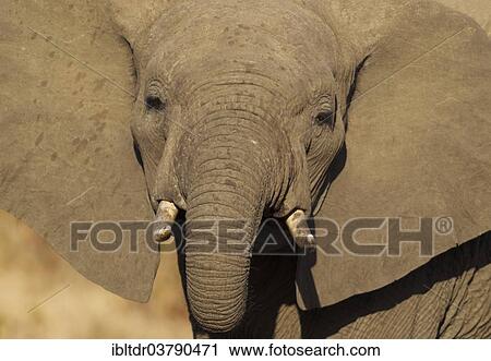 "African Elephant (Loxodonta africana), bull drinking, Kruger National Park, South Africa, Africa" View Large Photo Image Stock Image - "African Elephant (Loxodonta africana), bull drinking, Kruger National Park, South Africa, Africa". Fotosearch