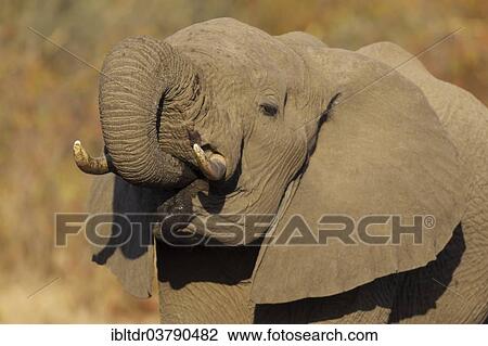 "African Elephant (Loxodonta africana), bull drinking, Kruger National Park, South Africa, Africa" View Large Photo Image Stock Image - "African Elephant (Loxodonta africana), bull drinking, Kruger National Park, South Africa, Africa". Fotosearch