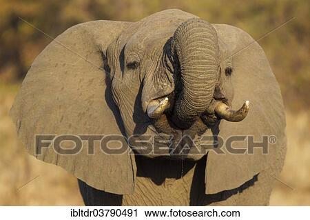 Stock Image - "African Elephant (Loxodonta africana), bull drinking, Kruger National Park, South Africa, Africa". Fotosearch