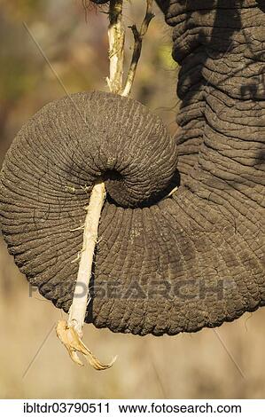 "African Elephant (Loxodonta africana), holding a twig with its trunk, Kruger National Park, South Africa, Africa" View Large Photo Image Stock Image - "African Elephant (Loxodonta africana), holding a twig with its trunk, Kruger National Park, South Africa, Africa". Fotosearch