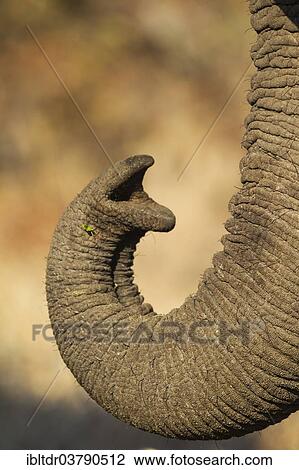 "African Elephant (Loxodonta africana), close-up of the trunk, Kruger National Park, South Africa, Africa" View Large Photo Image Stock Image - "African Elephant (Loxodonta africana), close-up of the trunk, Kruger National Park, South Africa, Africa". Fotosearch