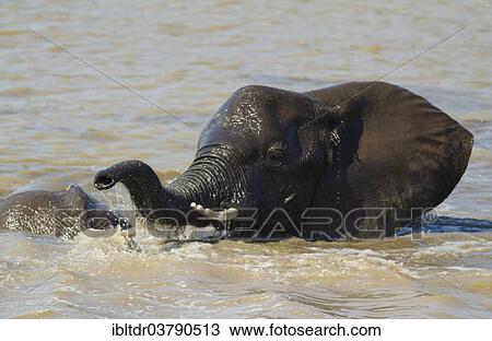 Stock Image - "African Elephant (Loxodonta africana), bull in the Shingwedzi River, Kruger National Park, South Africa, Africa". Fotosearch