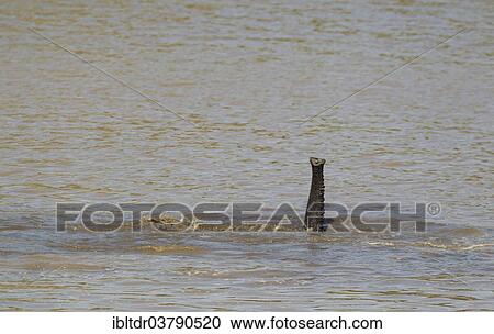 "African Elephant (Loxodonta africana) bathing in the Shingwedzi River, only the trunk is visible, Kruger National Park, South Africa, Africa" View Large Photo Image Stock Image - "African Elephant (Loxodonta africana) bathing in the Shingwedzi River, only the trunk is visible, Kruger National Park, South Africa, Africa". Fotosearch