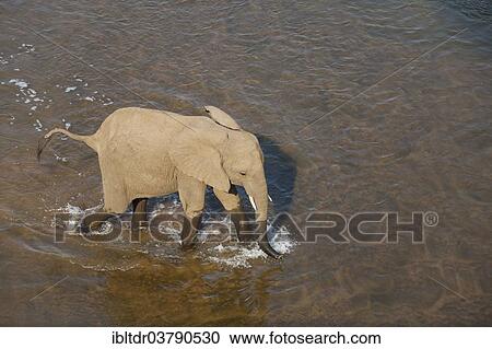 "African Elephant (Loxodonta africana), cow wading through the Olifants River, Kruger National Park, South Africa, Africa" View Large Photo Image Stock Image - "African Elephant (Loxodonta africana), cow wading through the Olifants River, Kruger National Park, South Africa, Africa". Fotosearch