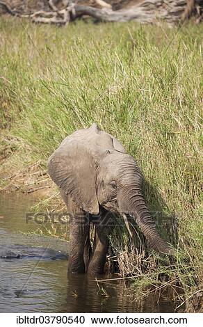 "African Elephant (Loxodonta africana) wading through the water surrounded by Common Reed (Phragmites australis), Kruger National Park, South Africa, Africa" View Large Photo Image Stock Image - "African Elephant (Loxodonta africana) wading through the water surrounded by Common Reed (Phragmites australis), Kruger National Park, South Africa, Africa". Fotosearch