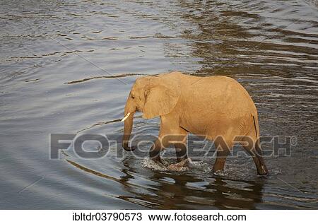 "African Elephant (Loxodonta africana) wading through the water, Kruger National Park, South Africa, Africa" View Large Photo Image Stock Image - "African Elephant (Loxodonta africana) wading through the water, Kruger National Park, South Africa, Africa". Fotosearch