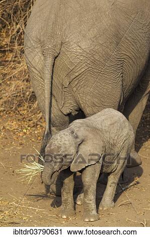 Stock Image - "African Elephant (Loxodonta africana), cow with calf, Kruger National Park, South Africa, Africa". Fotosearch