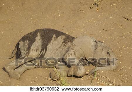 "African Elephant (Loxodonta africana) calf, enjoying a dust bath, Kruger National Park, South Africa, Africa" View Large Photo Image Stock Image - "African Elephant (Loxodonta africana) calf, enjoying a dust bath, Kruger National Park, South Africa, Africa". Fotosearch