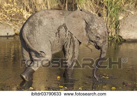 "African Elephant (Loxodonta africana), calf at a waterhole, Kruger National Park, South Africa, Africa" View Large Photo Image Stock Image - "African Elephant (Loxodonta africana), calf at a waterhole, Kruger National Park, South Africa, Africa". Fotosearch
