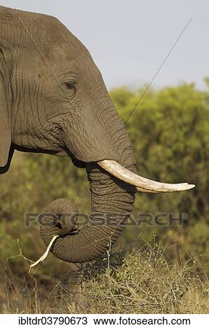 Stock Image - "African Elephant (Loxodonta africana), bull, feeding, Kruger National Park, South Africa, Africa". Fotosearch