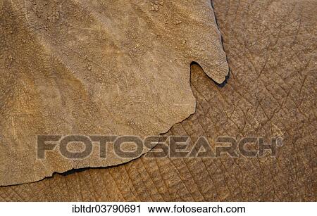 Stock Image - "African Elephant (Loxodonta africana), ear flap of a bull, Kruger National Park, South Africa, Africa". Fotosearch