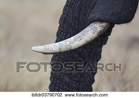 "African Elephant (Loxodonta africana), close-up of tusks and trunk of a bull, Kruger National Park, South Africa, Africa" View Large Photo Image Stock Image - "African Elephant (Loxodonta africana), close-up of tusks and trunk of a bull, Kruger National Park, South Africa, Africa". Fotosearch