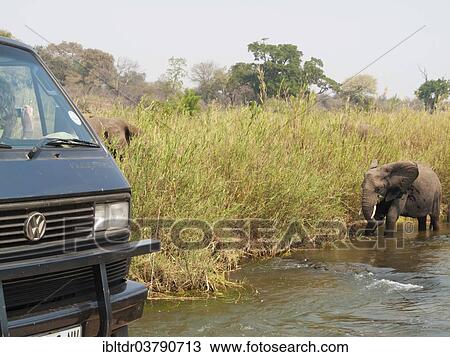 "African Elephant (Loxodonta africana), cow feeding on Common Reed (Phragmites australis) on a reed-grown island in the Olifants River, being photographed by a park visitor, Kruger National Park, South Africa, Africa" View Large Photo Image Stock Image - "African Elephant (Loxodonta africana), cow feeding on Common Reed (Phragmites australis) on a reed-grown island in the Olifants River, being photographed by a park visitor, Kruger National Park, South Africa, Africa". Fotosearch