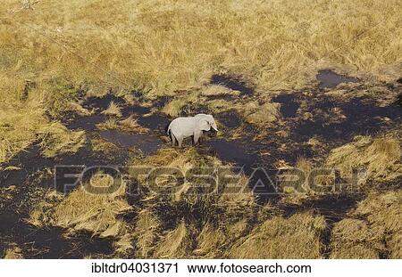 Stock Image - "African Elephant (Loxodonta africana), cow in a freshwater marsh, aerial view, Okavango Delta, Moremi Game Reserve, Botswana, Africa". Fotosearch