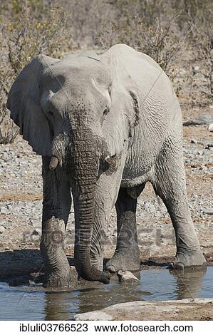"African Elephant (Loxodonta africana), bull at Halali waterhole, Etosha National Park, Namibia, Africa" View Large Photo Image Stock Image - "African Elephant (Loxodonta africana), bull at Halali waterhole, Etosha National Park, Namibia, Africa". Fotosearch