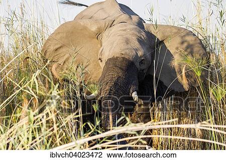 "African Elephant (Loxodonta africana) standing in the reeds, Okavango river, Caprivi, Namibia, Africa" View Large Photo Image Stock Image - "African Elephant (Loxodonta africana) standing in the reeds, Okavango river, Caprivi, Namibia, Africa". Fotosearch