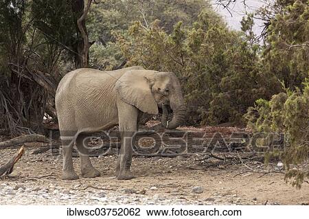 Stock Image - "African Elephant (Loxodonta africana), Purros, Kaokoland, Kunene, Namibia, Africa". Fotosearch