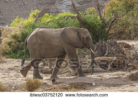 "African Elephant (Loxodonta africana), Kaokoland, Kunene, Namibia, Africa" View Large Photo Image Stock Image - "African Elephant (Loxodonta africana), Kaokoland, Kunene, Namibia, Africa". Fotosearch