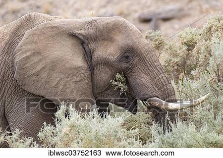 Stock Image - "African Elephant (Loxodonta africana), Kaokoland, Kunene, Namibia, Africa". Fotosearch