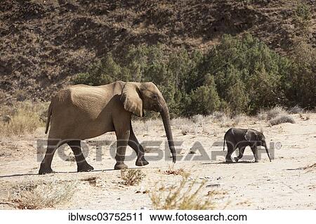 Stock Image - "African Elephant (Loxodonta africana), elephant cow with calf, Hoanib, Namibia, Africa". Fotosearch