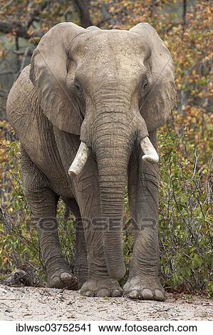 Stock Image - "African Elephant (Loxodonta africana), Hoanib, Namibia, Africa". Fotosearch