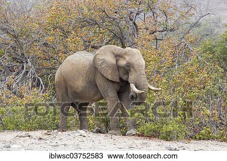 Stock Image - "African Elephant (Loxodonta africana), Hoanib, Namibia, Africa". Fotosearch