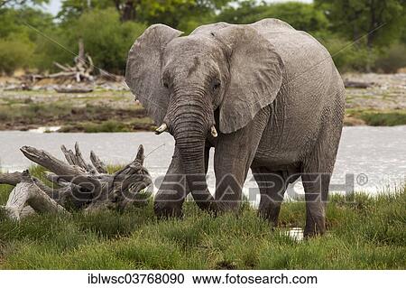 "African Elephant (Loxodonta africana), Etosha-Nationalpark, Namutoni, Namibia, Africa" View Large Photo Image Stock Image - "African Elephant (Loxodonta africana), Etosha-Nationalpark, Namutoni, Namibia, Africa". Fotosearch