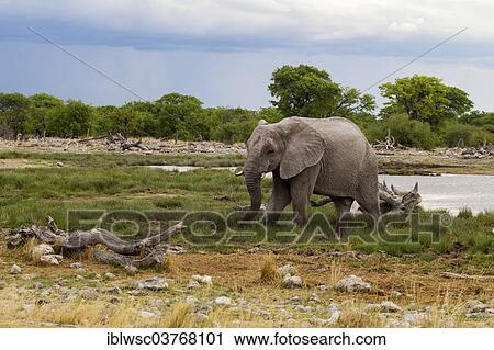 "African Elephant (Loxodonta africana), Etosha-Nationalpark, Namutoni, Namibia, Africa" View Large Photo Image Stock Image - "African Elephant (Loxodonta africana), Etosha-Nationalpark, Namutoni, Namibia, Africa". Fotosearch