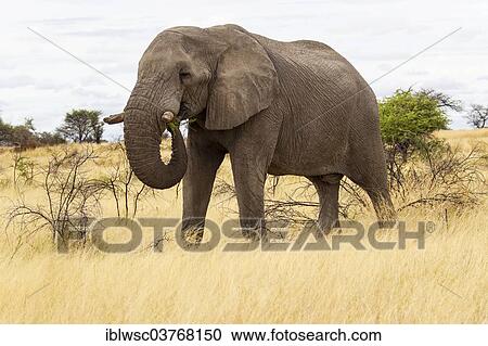 Stock Image - "African Elephant (Loxodonta africana) feeding, Etosha-Nationalpark, Namutoni, Namibia, Africa". Fotosearch