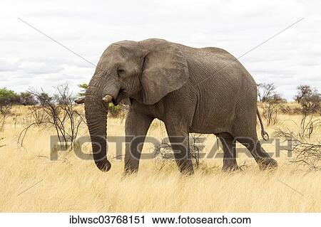 Stock Image - "African Elephant (Loxodonta africana) feeding, Etosha-Nationalpark, Namutoni, Namibia, Africa". Fotosearch