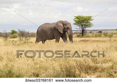 Stock Image - "African Elephant (Loxodonta africana), Etosha-Nationalpark, Namutoni, Namibia, Africa". Fotosearch