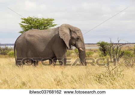 "African Elephant (Loxodonta africana), Etosha-Nationalpark, Namutoni, Namibia, Africa" View Large Photo Image Stock Image - "African Elephant (Loxodonta africana), Etosha-Nationalpark, Namutoni, Namibia, Africa". Fotosearch