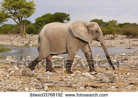 "African Elephant (Loxodonta africana), Etosha-Nationalpark, Namutoni, Namibia, Africa" View Large Photo Image Stock Image - "African Elephant (Loxodonta africana), Etosha-Nationalpark, Namutoni, Namibia, Africa". Fotosearch
