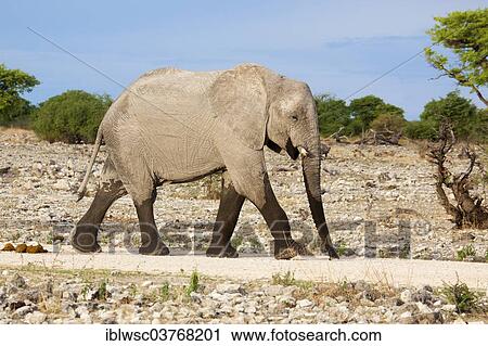 Stock Image - "African Elephant (Loxodonta africana), Etosha-Nationalpark, Namutoni, Namibia, Africa". Fotosearch