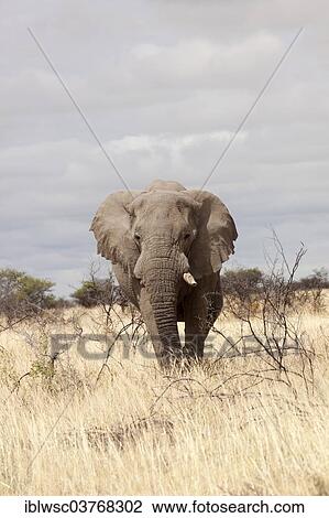 "African Elephant (Loxodonta africana), with single tusk, Etosha-Nationalpark, Namutoni, Namibia, Africa" View Large Photo Image Stock Image - "African Elephant (Loxodonta africana), with single tusk, Etosha-Nationalpark, Namutoni, Namibia, Africa". Fotosearch
