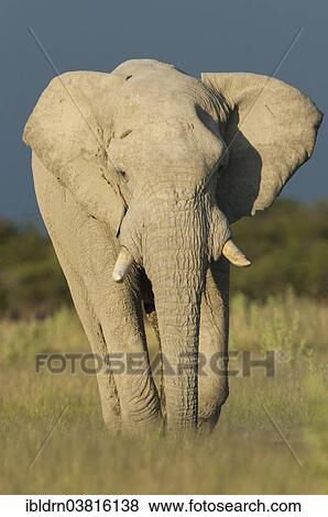 "African Elephant (Loxodonta africana), Chobe Waterfront, Chobe National Park, Botswana, Africa" View Large Photo Image Stock Photo - "African Elephant (Loxodonta africana), Chobe Waterfront, Chobe National Park, Botswana, Africa". Fotosearch