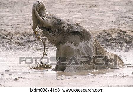 "African Elephant (Loxodonta africana) taking a mud bath, Namutoni, Etosha National Park, Namibia, Africa" View Large Photo Image Stock Photo - "African Elephant (Loxodonta africana) taking a mud bath, Namutoni, Etosha National Park, Namibia, Africa". Fotosearch