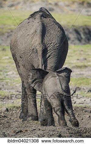 "African Elephant (Loxodonta africana), calf following mother, Kasane, Chobe National Park, Botswana, Africa" View Large Photo Image Stock Photo - "African Elephant (Loxodonta africana), calf following mother, Kasane, Chobe National Park, Botswana, Africa". Fotosearch
