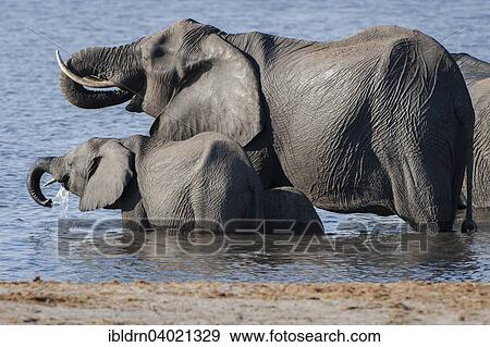 Stock Photo - "African Elephant (Loxodonta africana), adult and young animals drinking at the river, Kasane, Chobe National Park, Botswana, Africa". Fotosearch